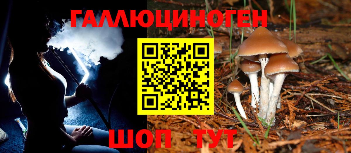 Галлюциногенные грибы Psilocybine cubensis Кандалакша